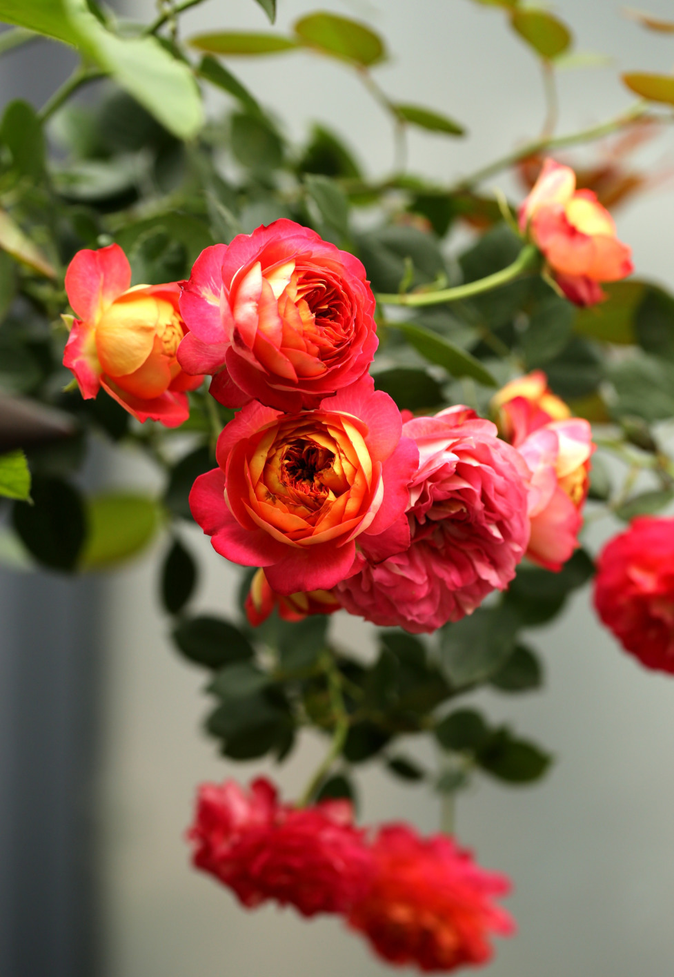 月季花网购指南图片高清版,月季品种查询网