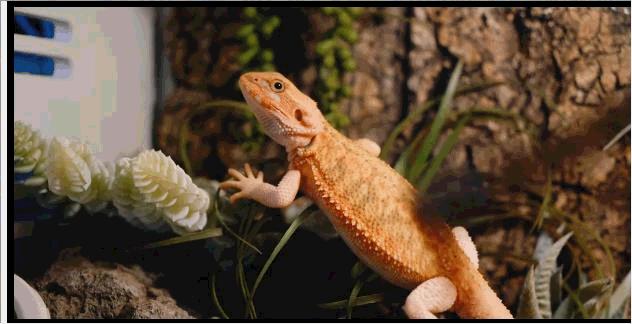 鬃狮蜥适合新手吗,入门级鬃狮蜥