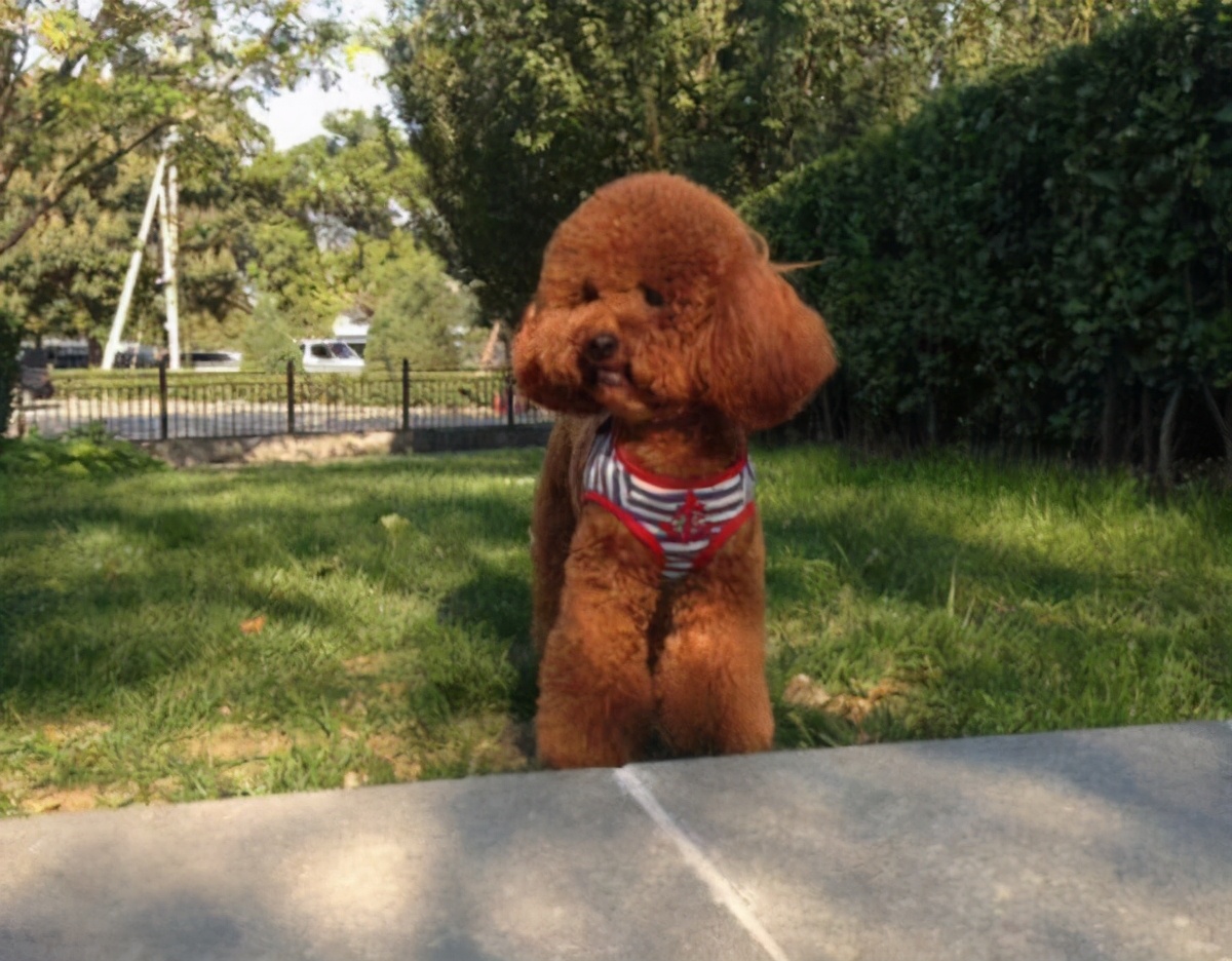 泰迪换主人要多久才会认定新主人,泰迪换乳牙是几个月