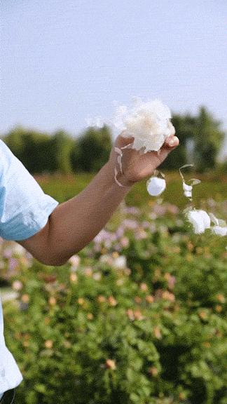 2022年天狼月季新品,月季天狼新品曝光