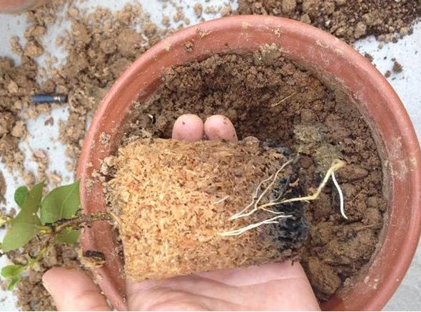 这6种碎渣渣，养花当土又当肥，比激素还有劲儿