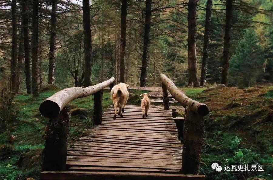 「达瓦更扎、神木垒」桃李花开感谢恩师，老师专属福利速领取