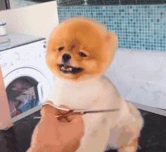 这9种狗狗最适合女人养了,最适合新手养的三种狗狗