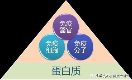 免疫球蛋白是人体什么成分,打了免疫球蛋白有什么作用吗