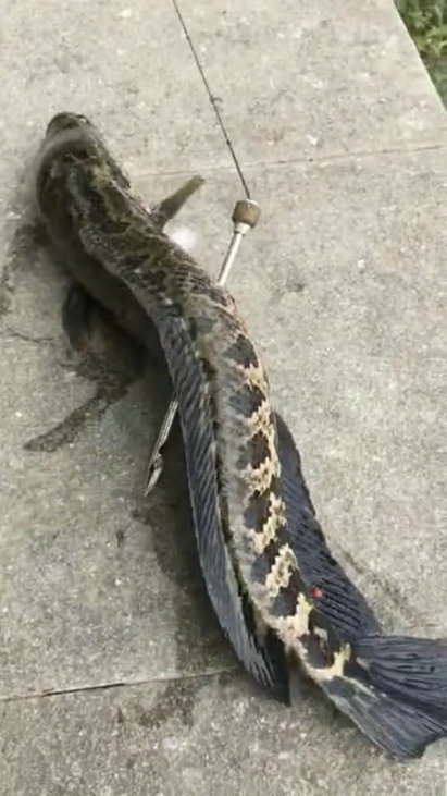 射鱼违法吗,射鱼违法怎么处罚