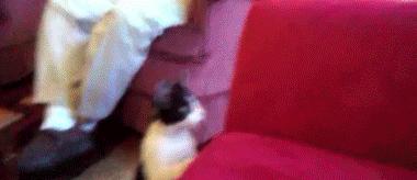 奶牛猫就是神经猫,奶牛猫不是一般的淘气