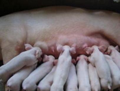 母猪使用的脱霉剂怎么选?很多养猪人掉坑里了,你要学会避免