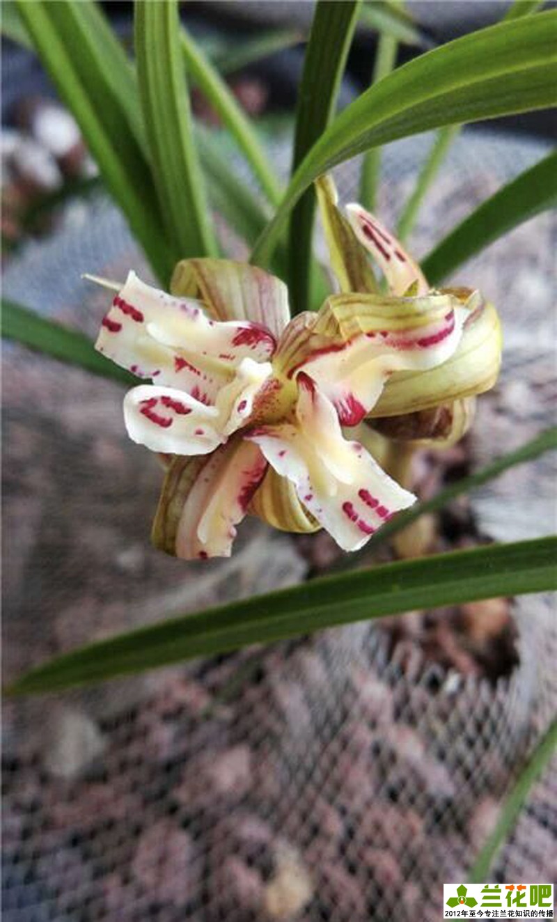 兰花为什么那么高价,高价兰花50种