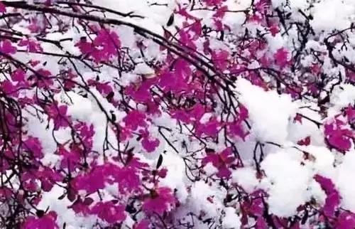 中国各市的市花,全国56个城市市花一览