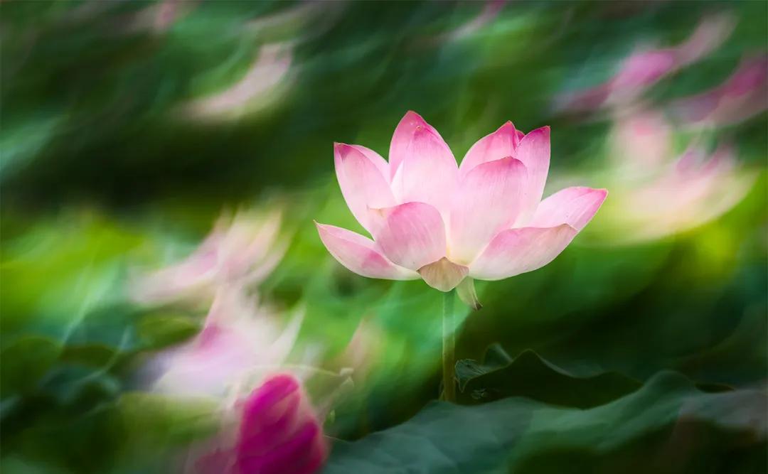 十首著名的荷花诗莲花别样红,最有韵味的荷花十首诗词