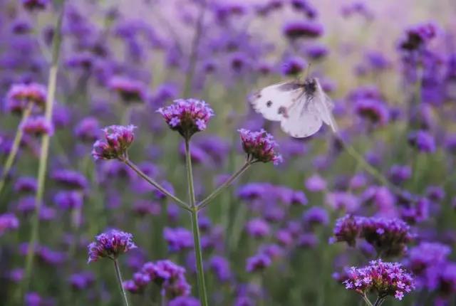 重庆还有这么一所特色大学，*小平邓**胞弟出任校长，办学历史可追溯至114年前！