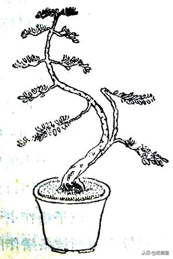 丛林式盆景欣赏,盆景欣赏及制作