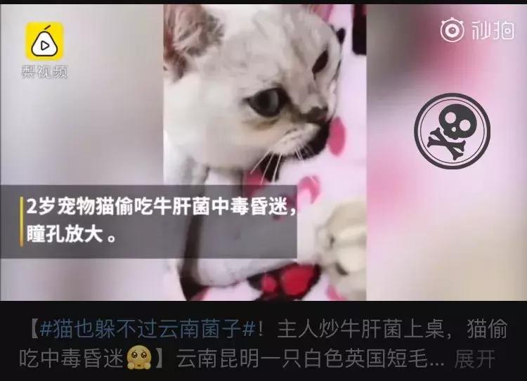 无毒野生菌图鉴大全,见手青野生菌可以吃的种类