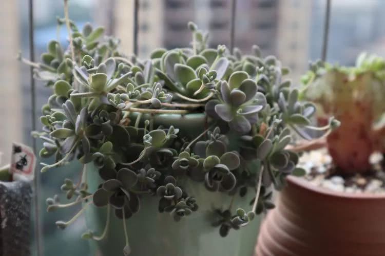 多肉名字怎么记,多肉的品种图片及名字寓意