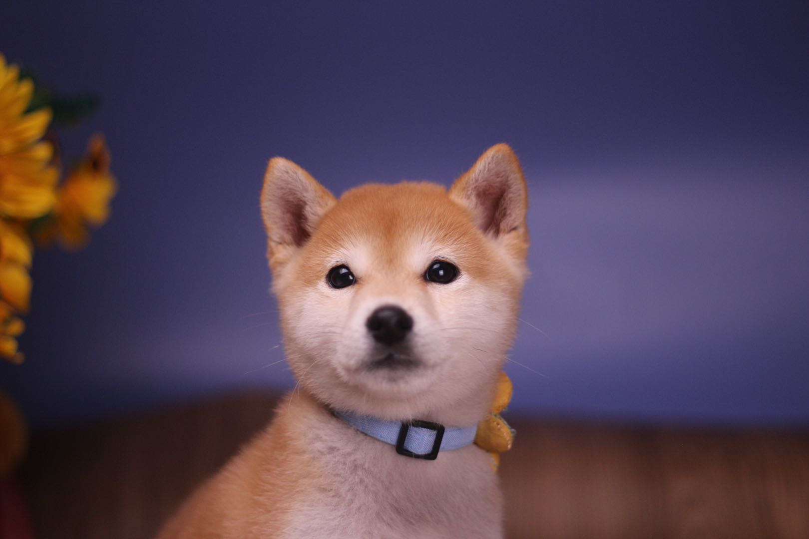 纯种柴犬和纯血统有什么区别,柴犬纯种和血统有什么区别