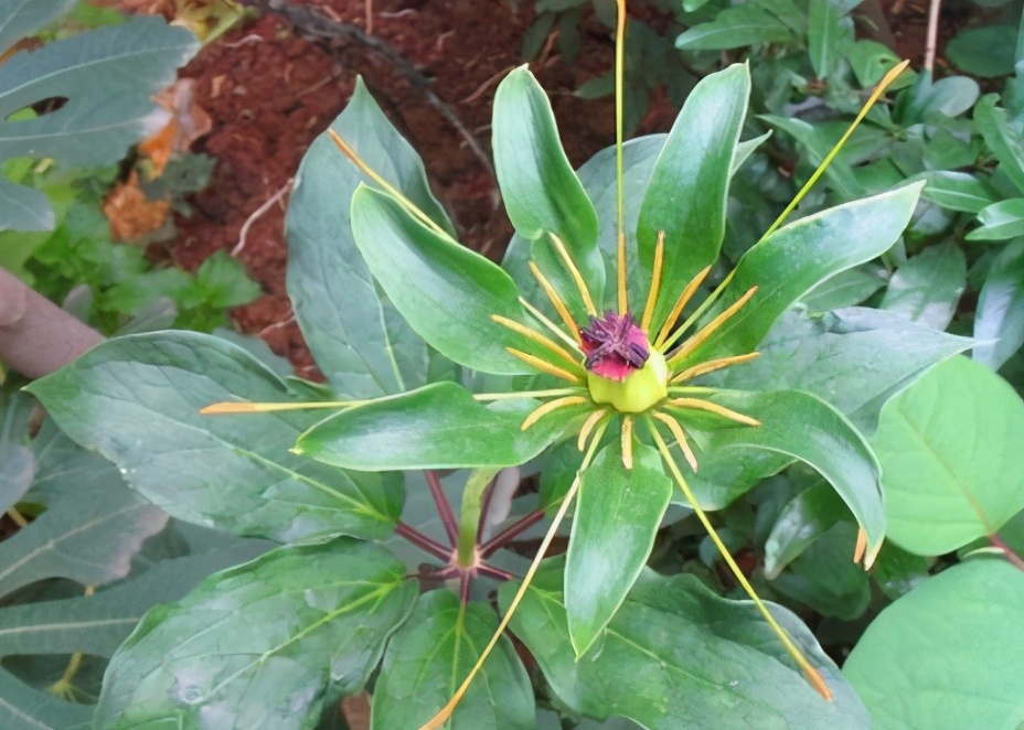 长在深山阴暗处，有小毒却价值高，如今快被挖绝了，若遇到请保护