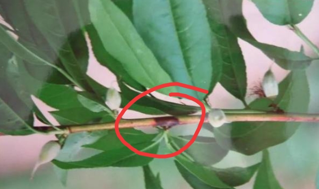 桃细菌性穿孔病花前用什么药,桃穿孔病的特效防治