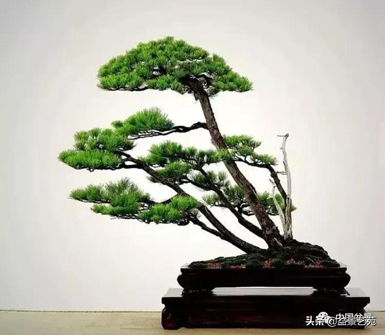 寒松纵老风骨在——赏松杂谈