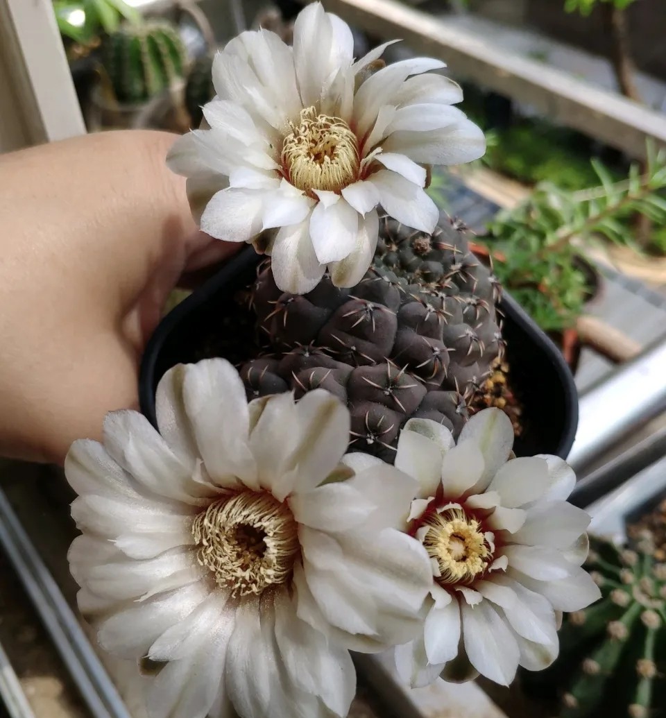 太极莲仙人球,狂莲仙人球