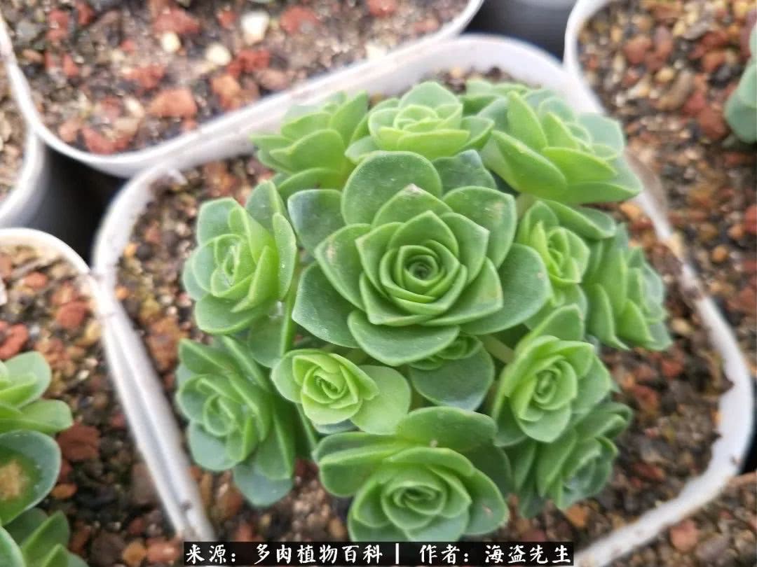 介绍多肉生长特点,多肉植物科普讲解图片视频