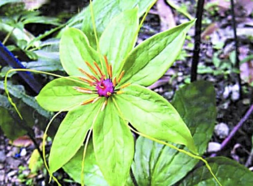 小溪边上最常见的野草,七叶莲是什么野草