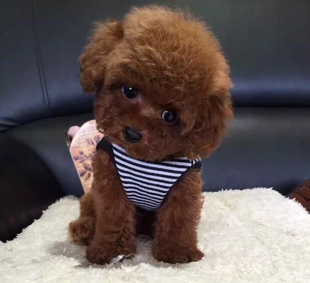 泰迪2个月吃什么,泰迪2个月吃什么鱼油