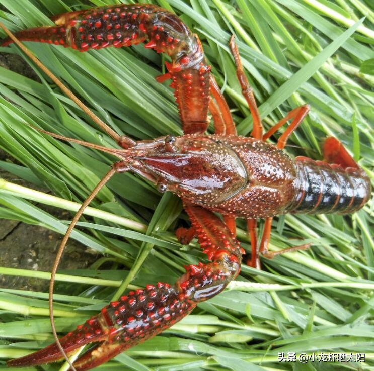小龙虾塘口伊乐藻水草什么时候种,伊乐藻可以养高温虾吗