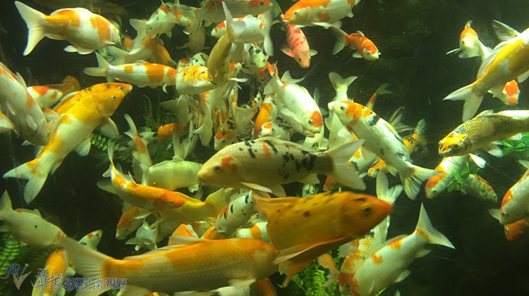 越南自驾游一日游视频,越南一日游芒街和谅山