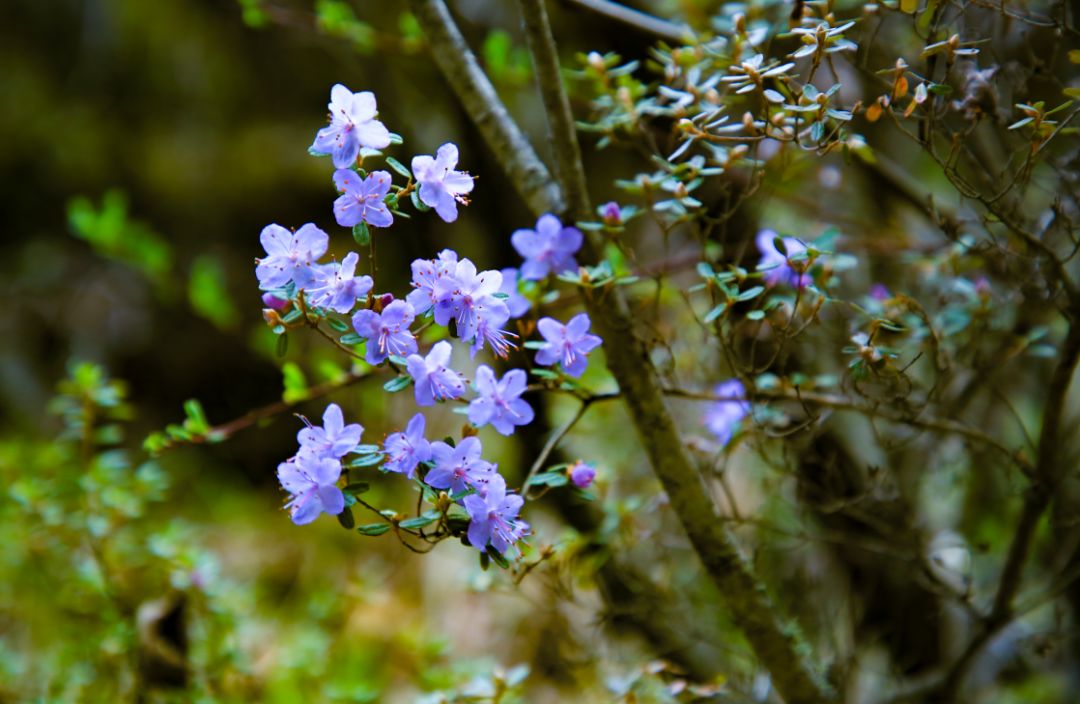 一座比珠穆朗玛峰还难登的雪山,有一座山比珠穆朗玛峰还要高