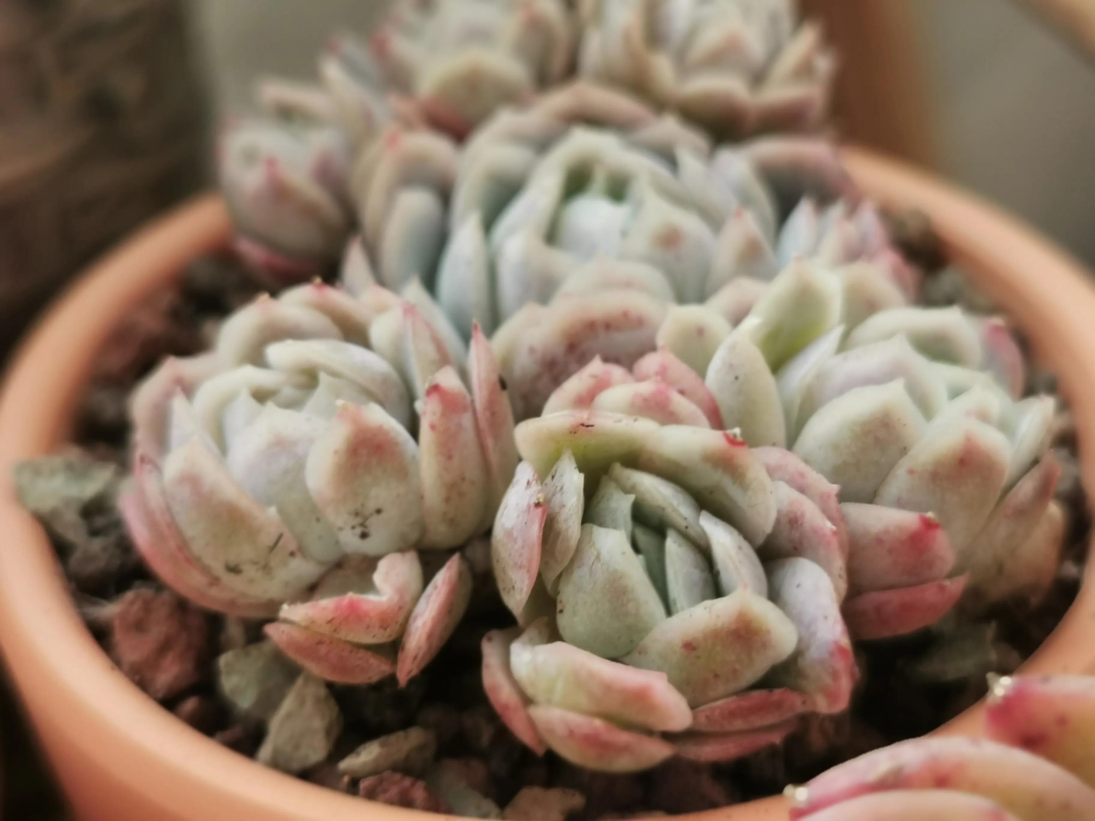 多肉品种大全大集合,多肉35元一盆图片