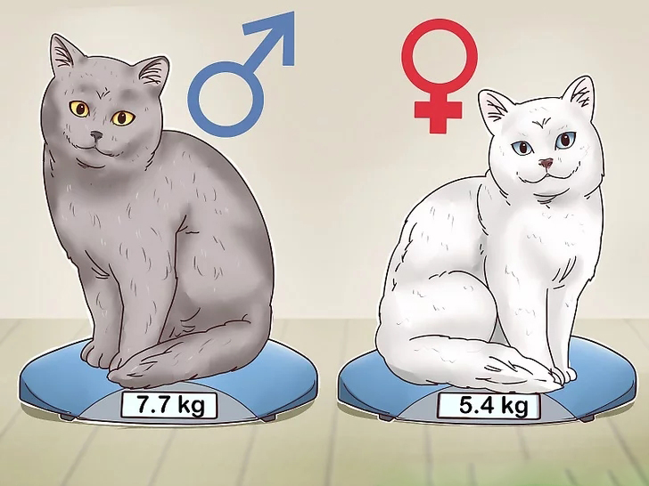 英国短毛猫银渐层如何判断纯种,英国短毛猫怎么看是不是纯种