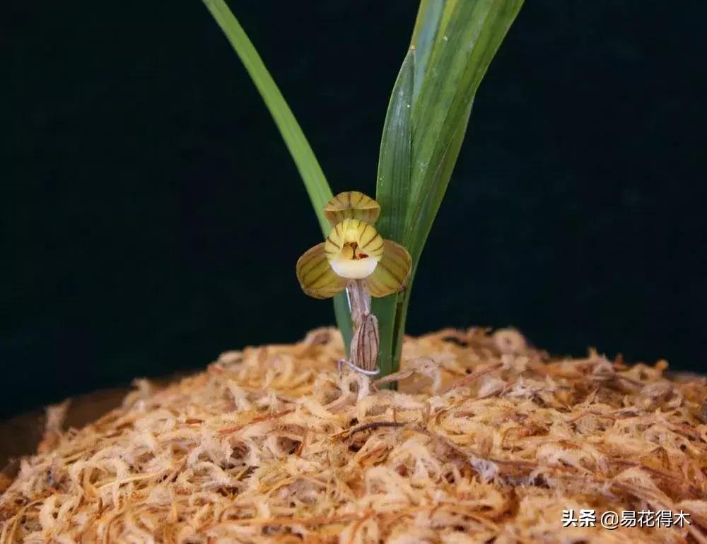 怎样预防兰花得软腐茎腐病,兰花如何预防软腐病和茎腐病