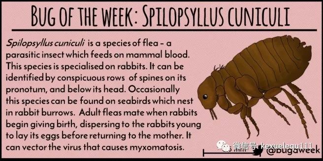 杀死兔子的方法,杀死兔子有什么后果