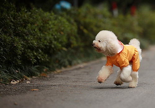 比熊老是不安分,比熊活泼乱跳不听话咋办