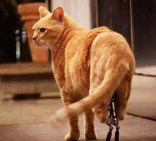 猫咪爪子被烫了怎么办,猫咪爪子被割伤怎么处理