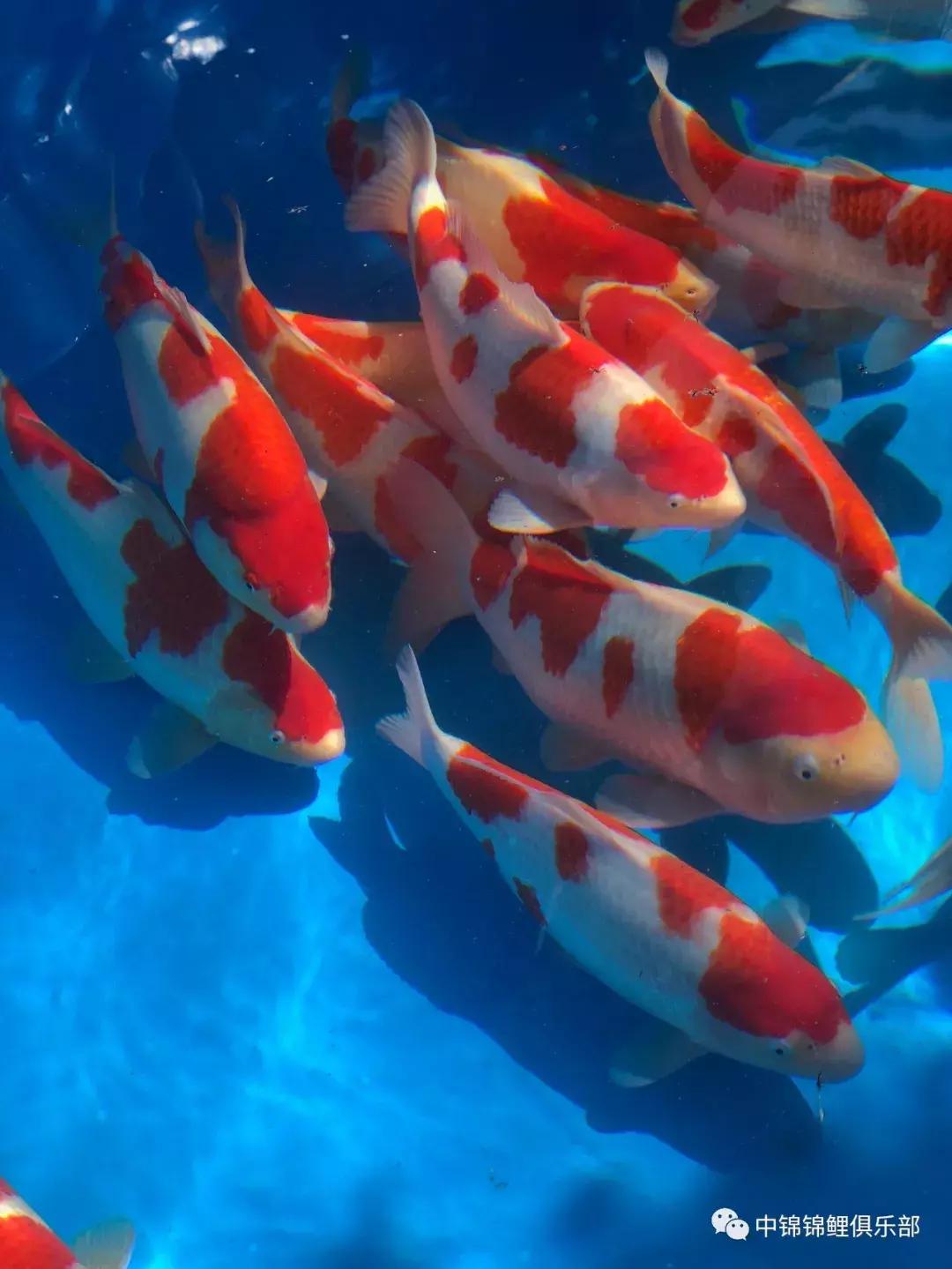 閿﹂菠鍠傞杩囧鏈変粈涔堢棁鐘跺悧,鏃ユ湰閿﹂菠鎬庝箞鍠傞