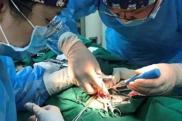 猫咪狗狗骨折了怎么办？扒一扒宠物“骨子里”的那些事