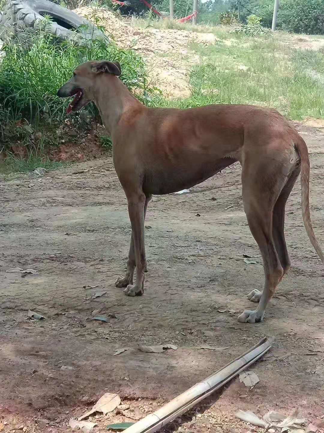 速度和灵缇犬差不多,灵缇狗撵兔视频2013