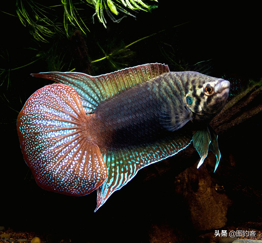 “一生都在打架中度过”：中国斗鱼，是观赏鱼中的“平头哥”
