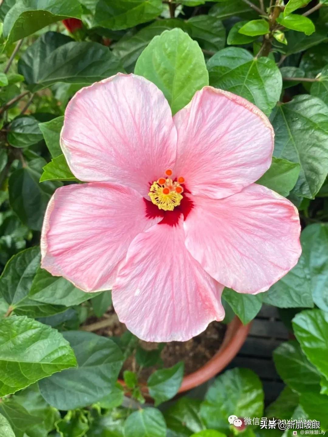 大红花和扶桑木槿有什么区别,木槿花和扶桑花哪个品种好