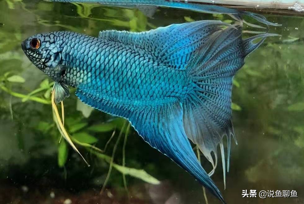 粉丝发私信求救,粉丝向主播求救