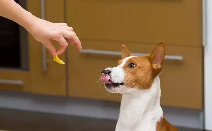 狗狗为啥老是舔自己大腿内侧的毛,狗狗总是舔自己的小揪揪是为什么