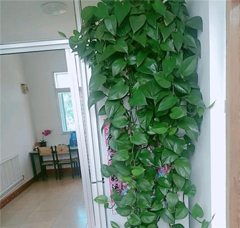 养绿萝学好这3招爆盆快长势猛,绿萝这么养不烂根不黄叶爆长新叶