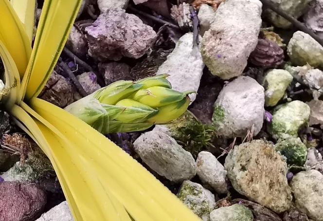 惠水第29届兰博会兰花获奖图片,惠水国际兰花展