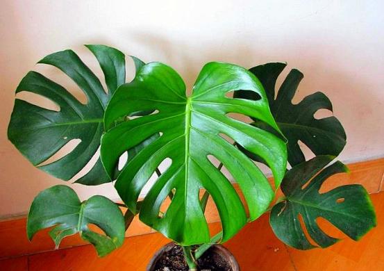 有效去除甲醛的是什么植物,除甲醛比较好的室内植物又好养活