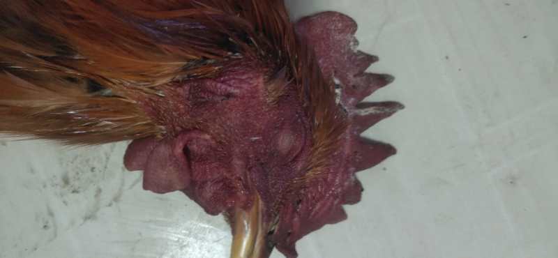 家禽疫病监测方案有哪些,家禽消毒杀菌用什么药