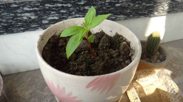 可以染发的植物果实,可以染发的植物图片和名字