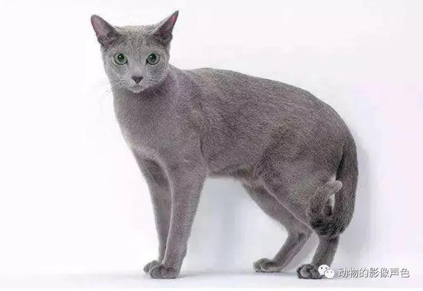 蓝猫认识路吗,蓝猫多久才能认识新主人