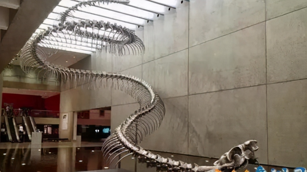 目前发现世界最大的蛇有多少斤,世界上最大的蛇到底是什么样子