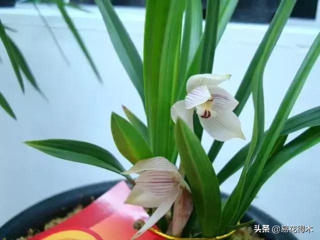 怎样预防兰花得软腐茎腐病,兰花如何预防软腐病和茎腐病